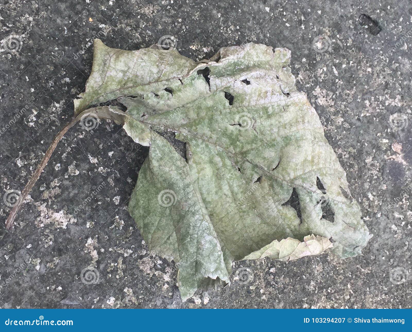 Dry Leaf, Dead Leaf, Disease Leaf,wilt Stock Image Image of falling