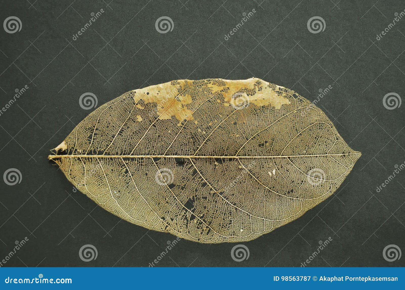 Dry Leaf Structure on Black Fabric Background Stock Image