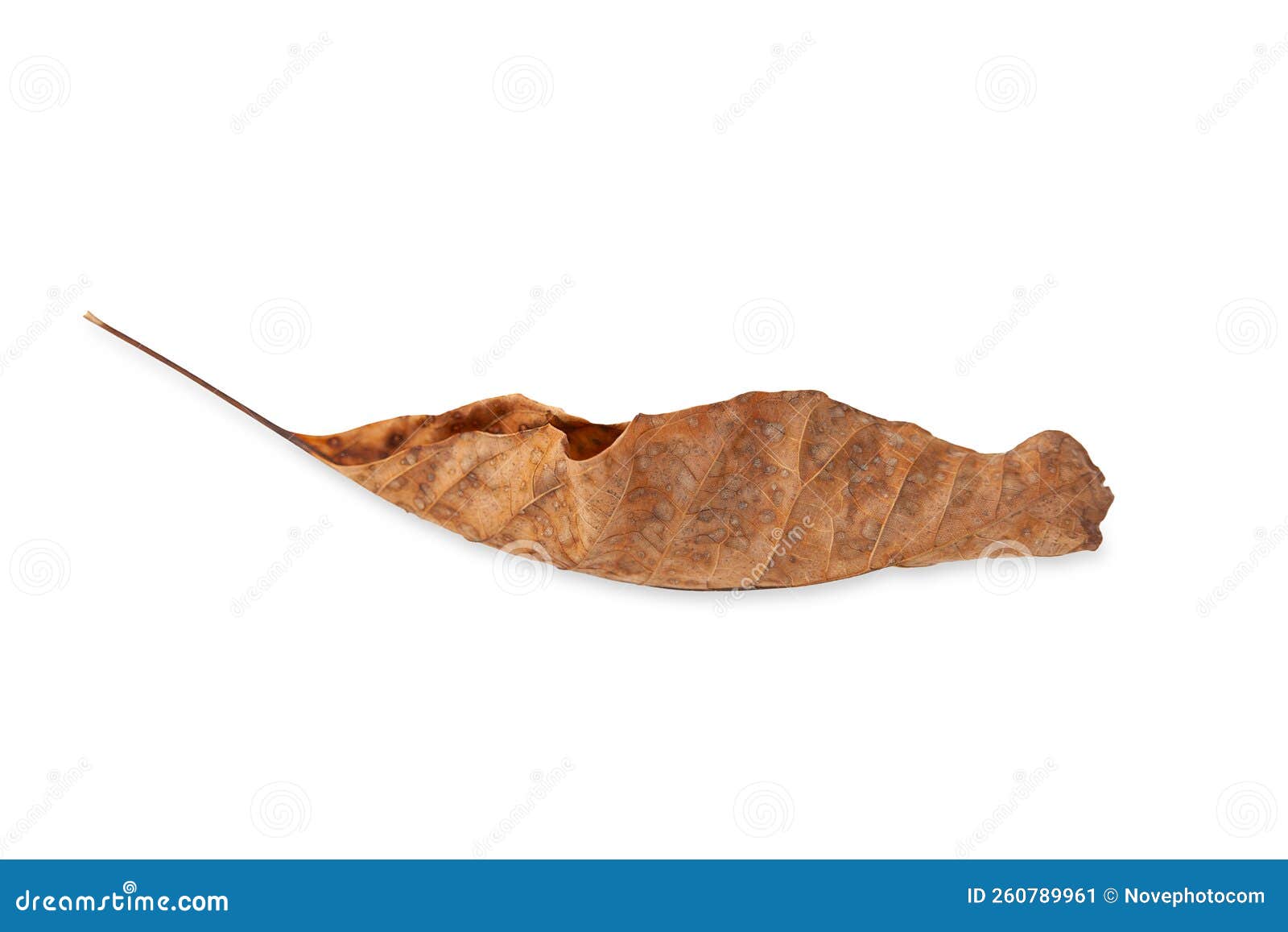 Dry Leaf. Dried Leaf of Walnut Isolated on White Background. Selective