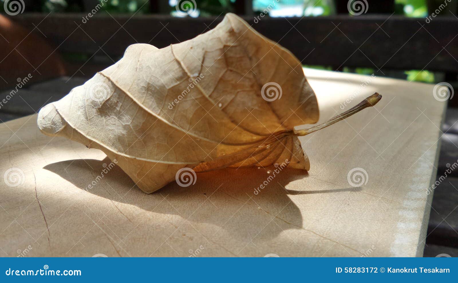 Dry Leaf Falling on Wooden Floor Stock Photo Image of falling, leaf