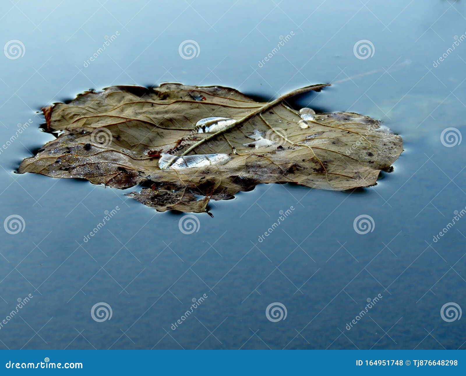 Apparatet Forespørgsel Underholde A Dry Leaf Floating in Water and Rain Dew Drops. Clear Blue Water, First  Autumn Days, Fall Season, Natural Resource. Stock Photo - Image of  wallpaper, text: 164951748