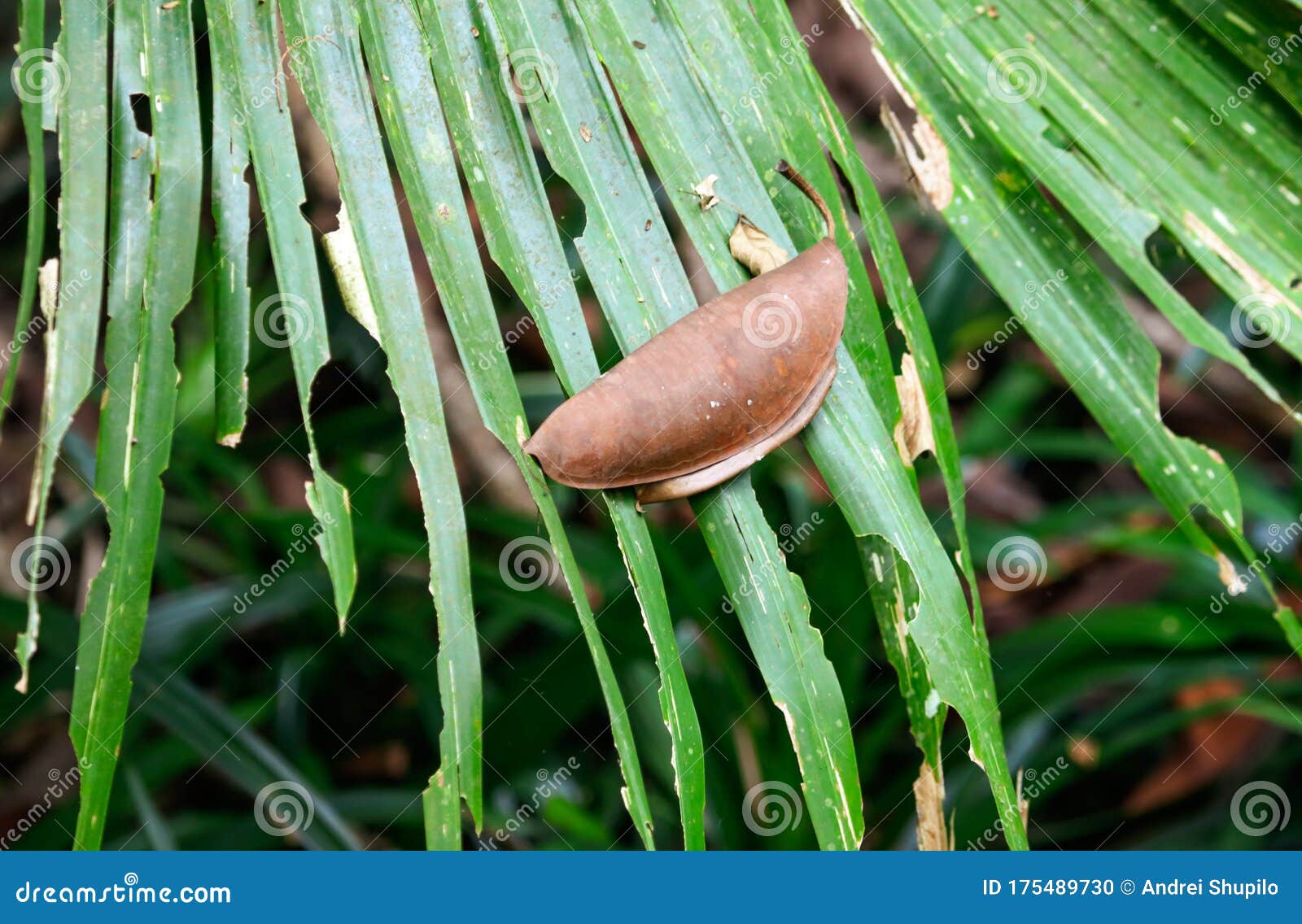 Dry leaf on a palm tree stock photo. Image of flower 175489730