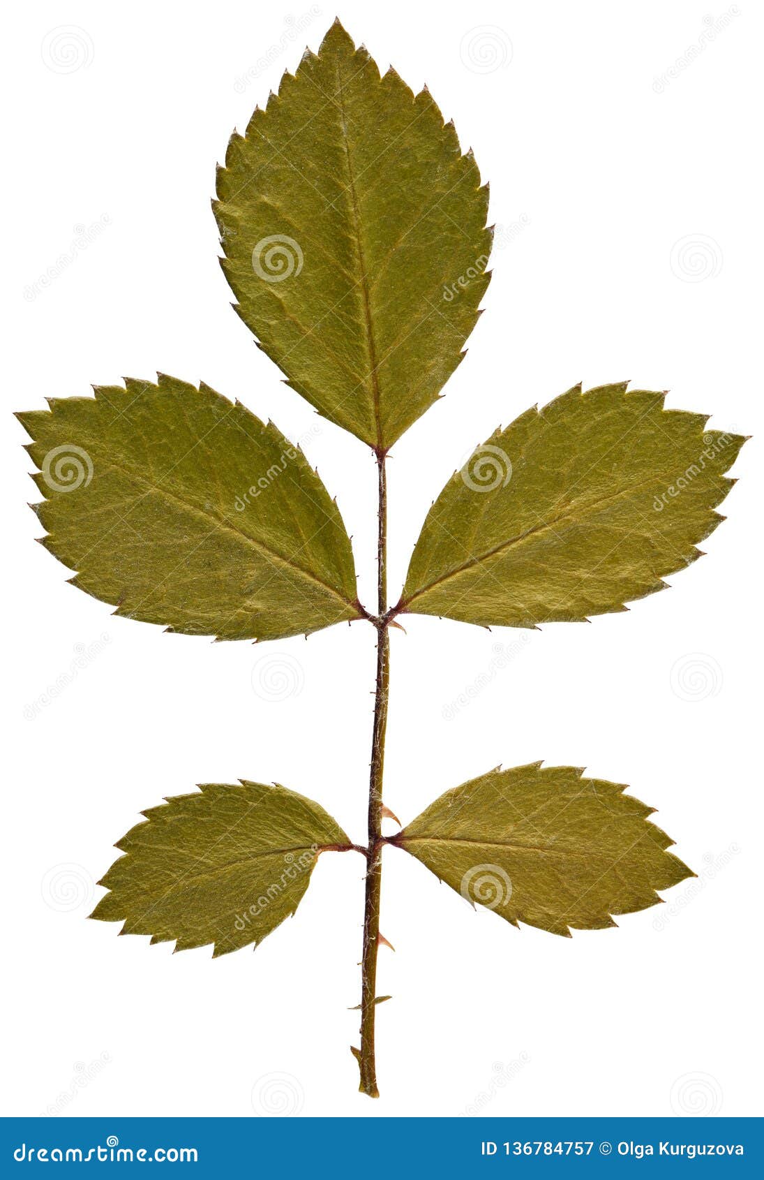 Dry Leaf Rose from Herbarium Isolated on White Background Stock Image Image of pattern