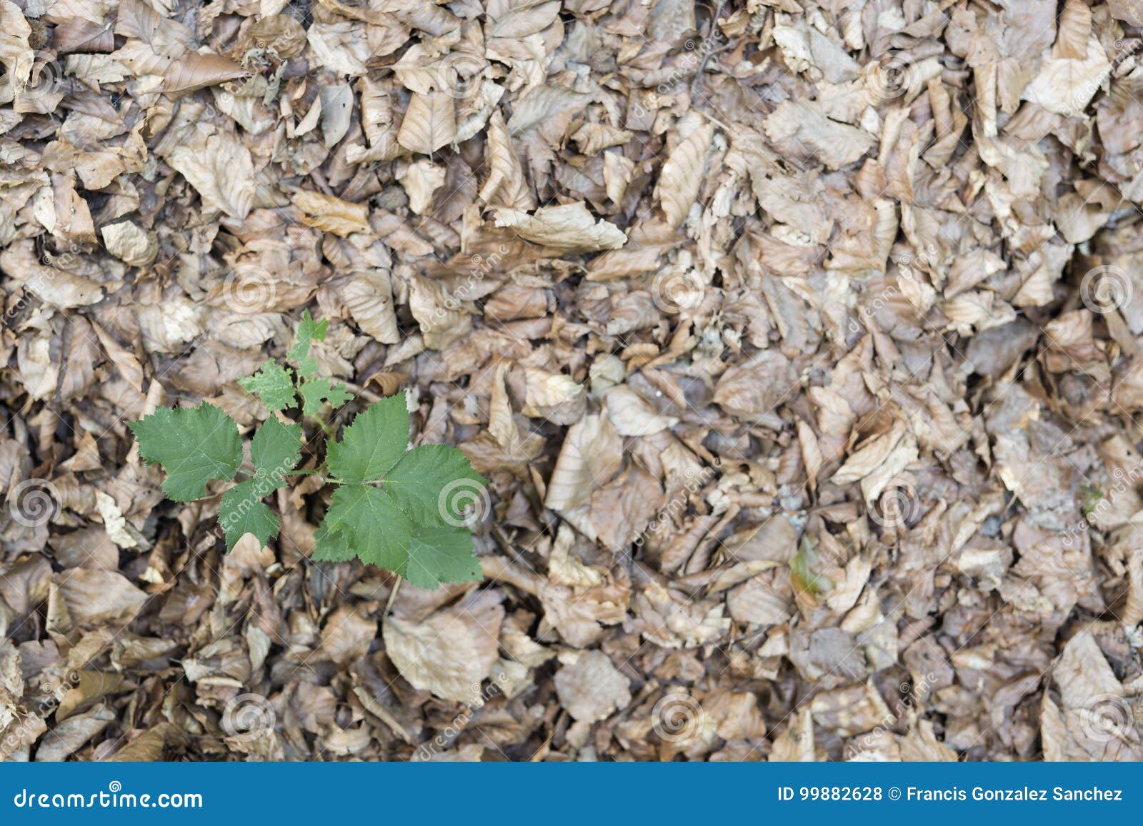 dry leaves in a beech forest of the irati forest