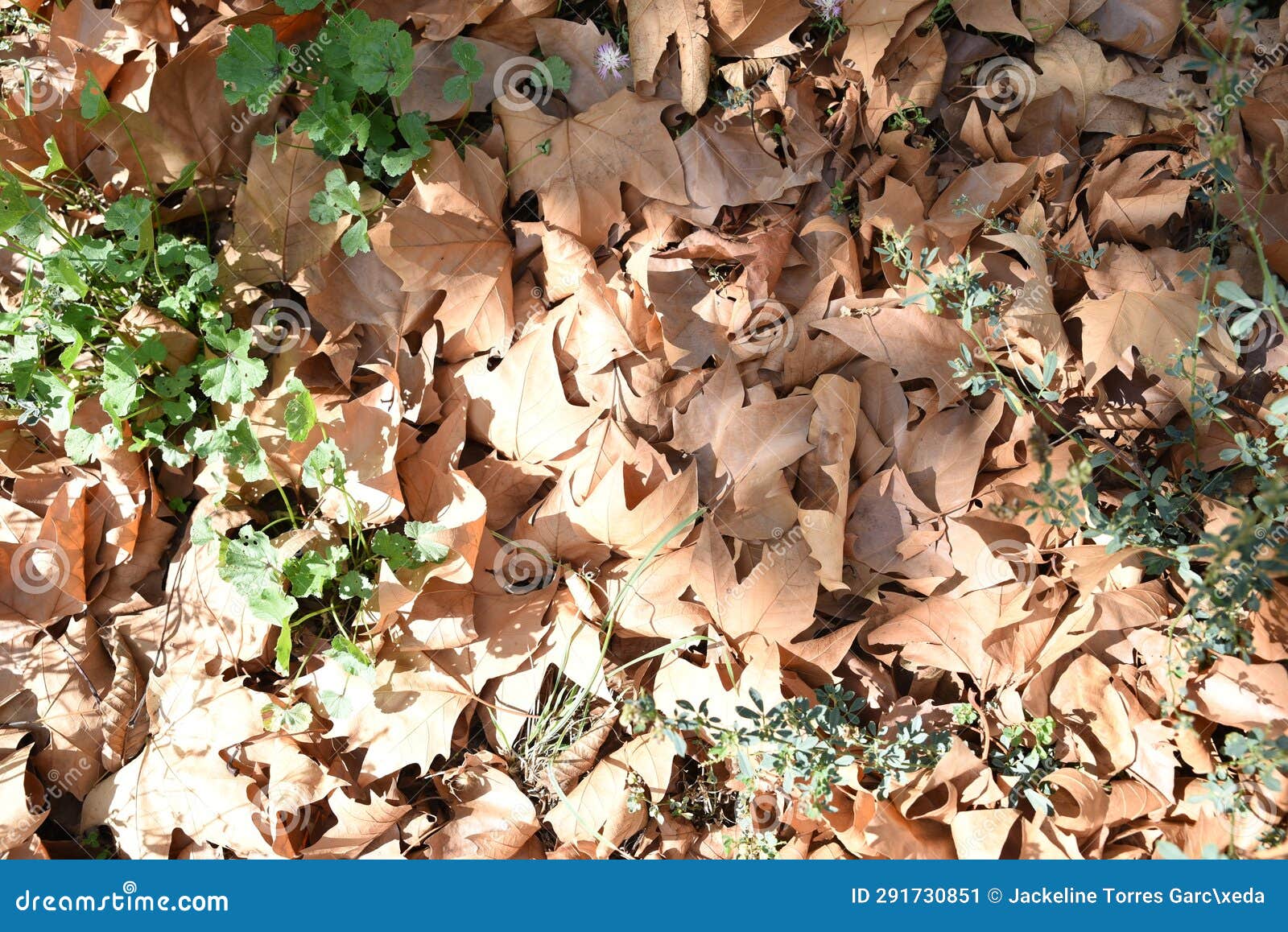 dry leaves on the ground on an autumn day, escucha teruel,