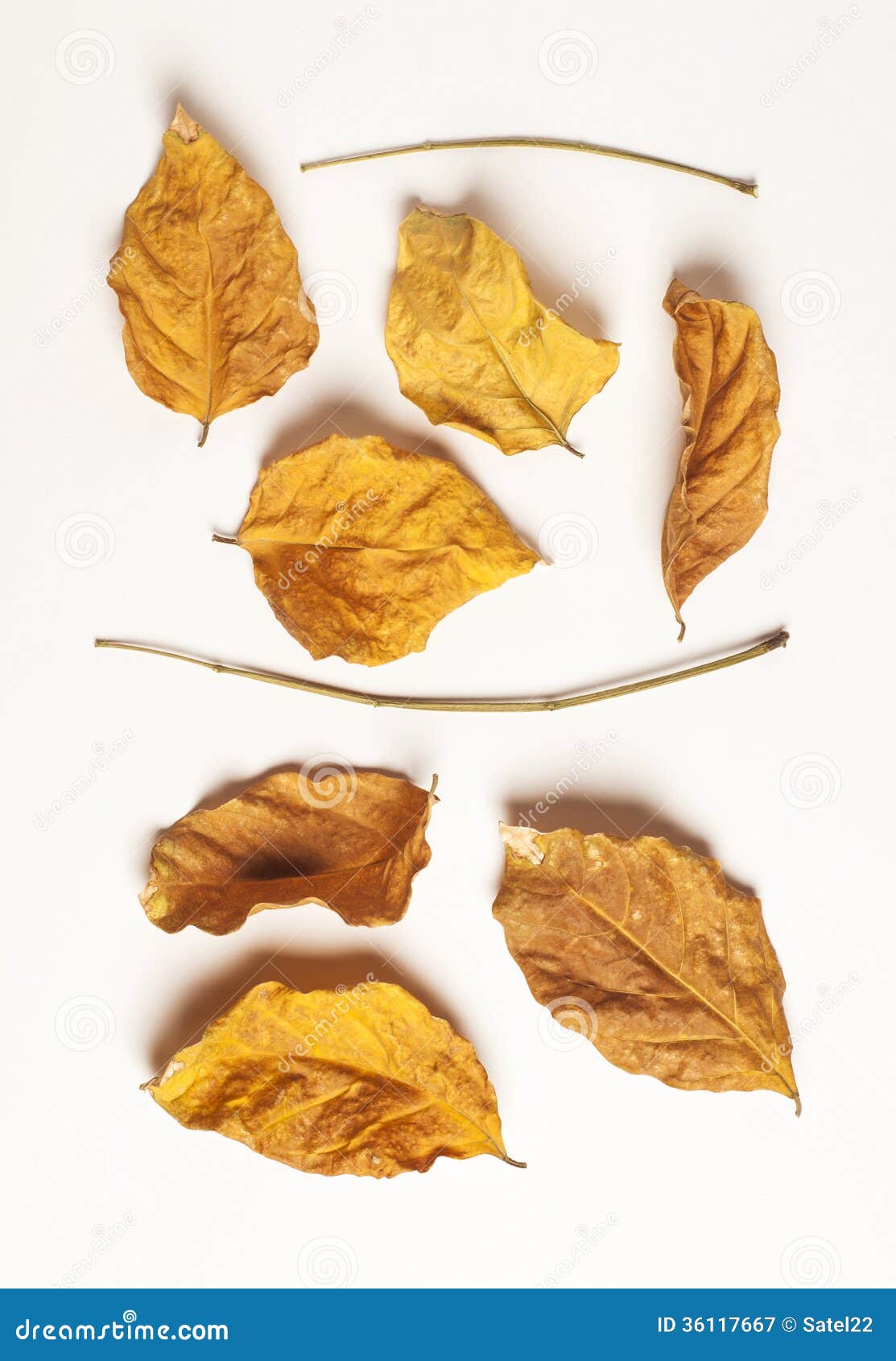 Dry leaves design Royalty Free Vector Image - VectorStock