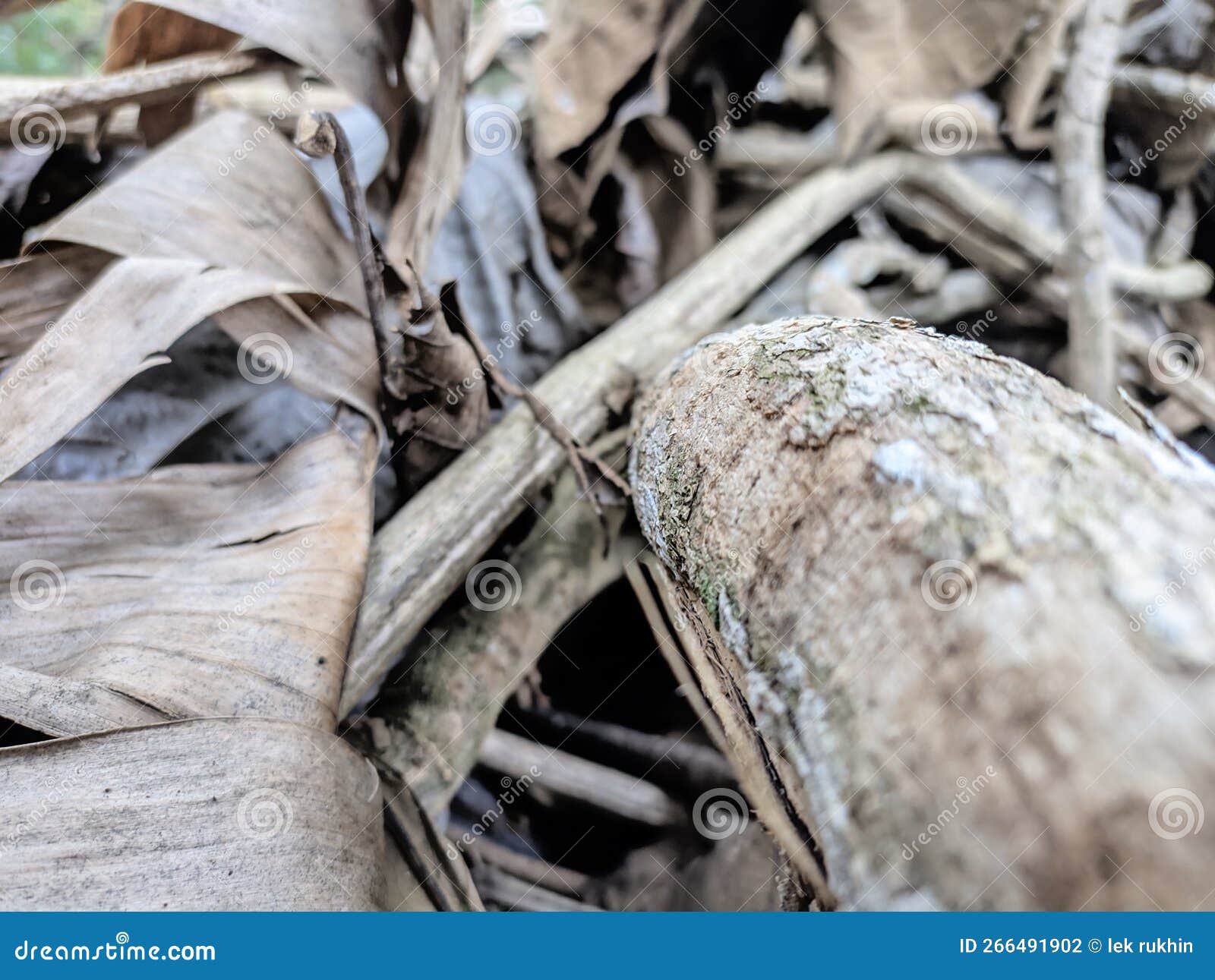 Dry Leaves for Magazine Covers Stock Photo Image of covers, examples