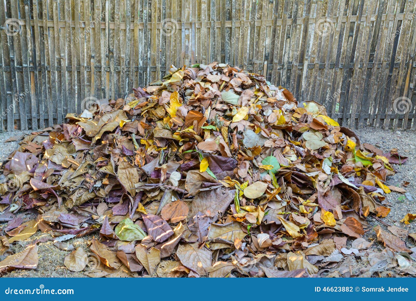 Dry Leaves stock photo. Image of fertile, field 46623882