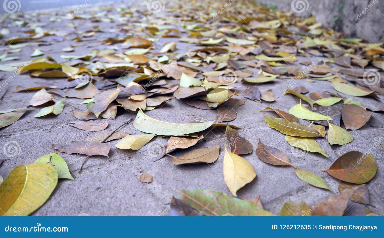 Dry Leaves On Pedestrian Walkways Dry Leaves On The Pavement In Autumn