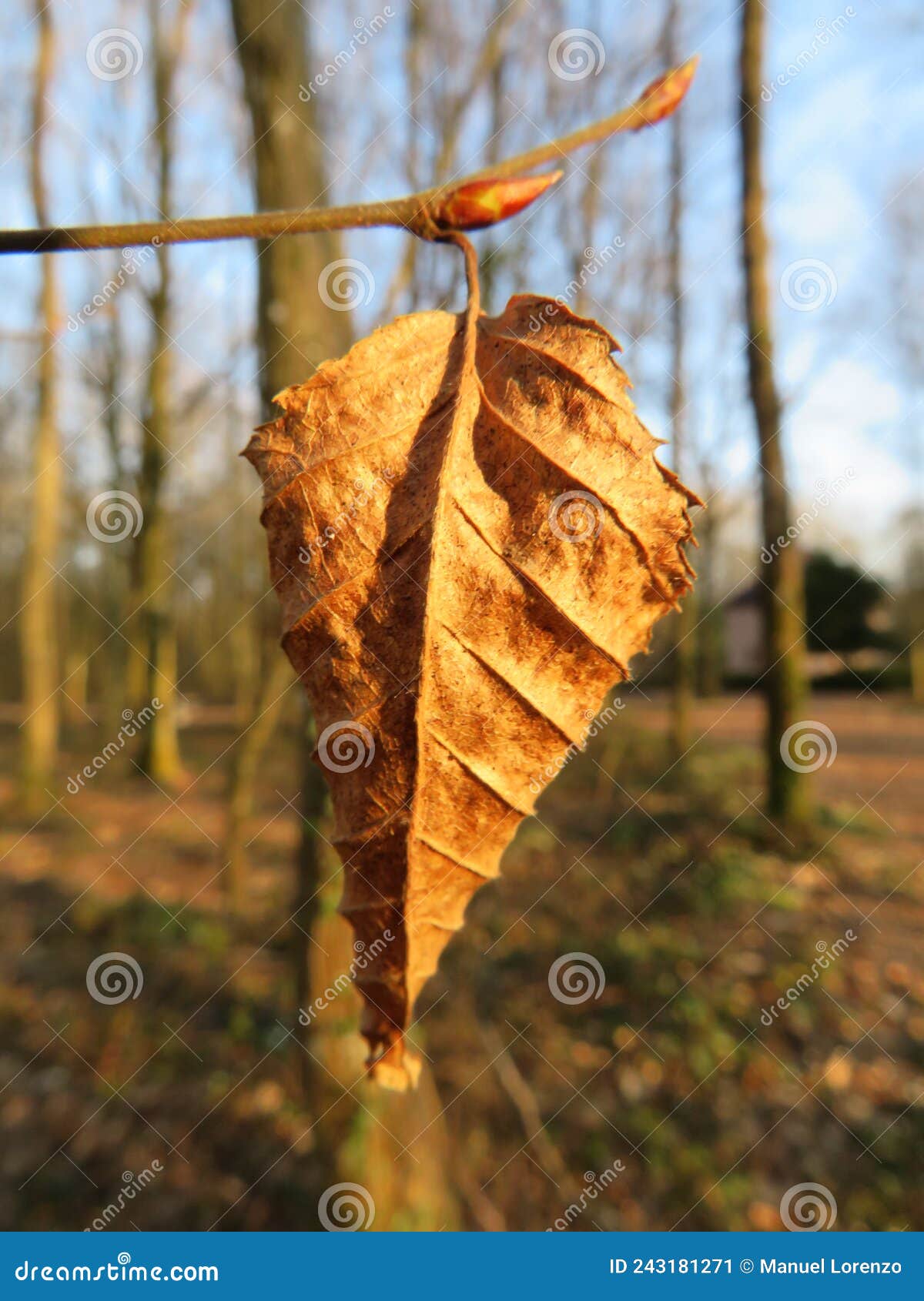 dry leaves of trees autumn stage process