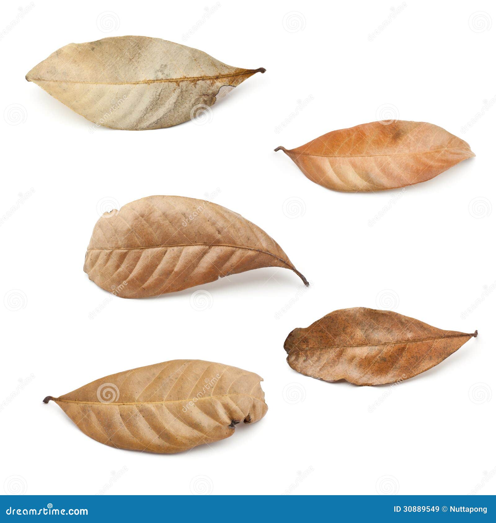 Dry leaves stock image. Image of forest, garden, environment 30889549