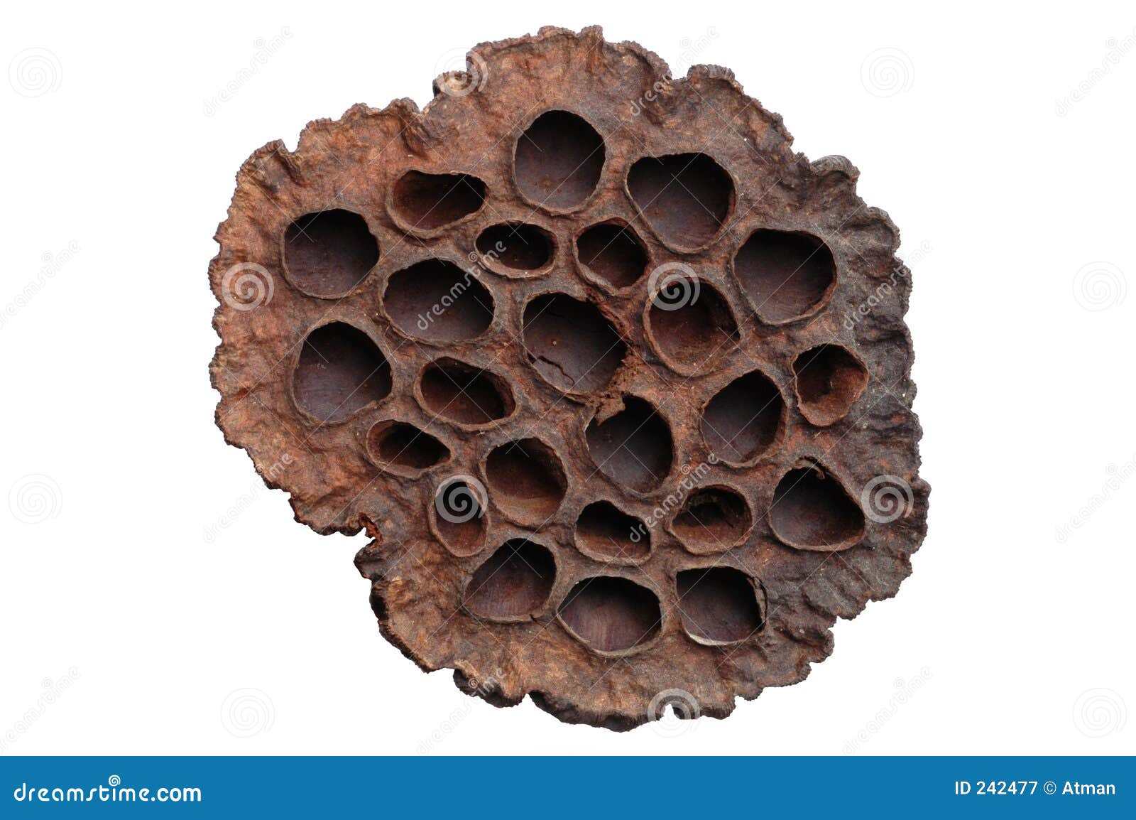 Dry Lotus Flower stock image. Image of plant, flower, brown 242477