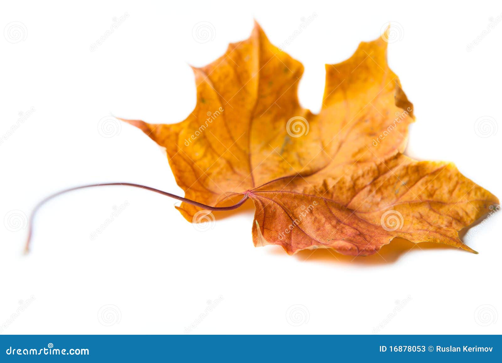 Dry maple leaf stock image. Image of macro, dried, orange 16878053