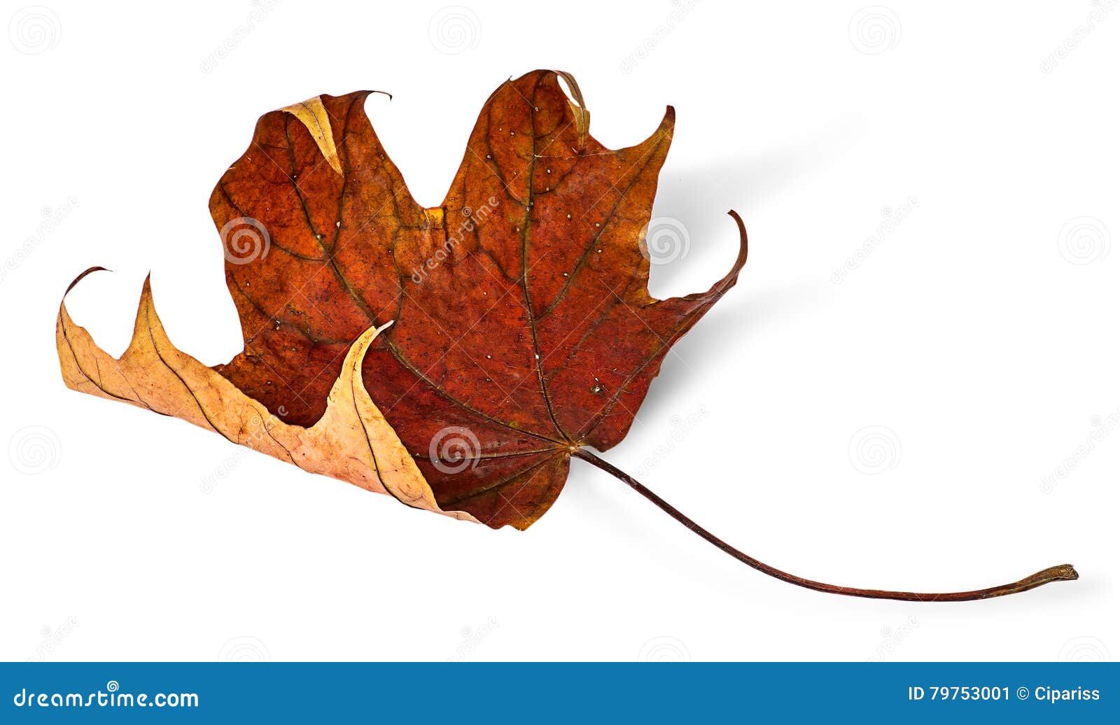 Dry Maple Leaf Curled Edges Photos Free Royalty Free Stock Photos dry-maple-leaf-curled-edges-photos-free-royalty-free-stock-photos