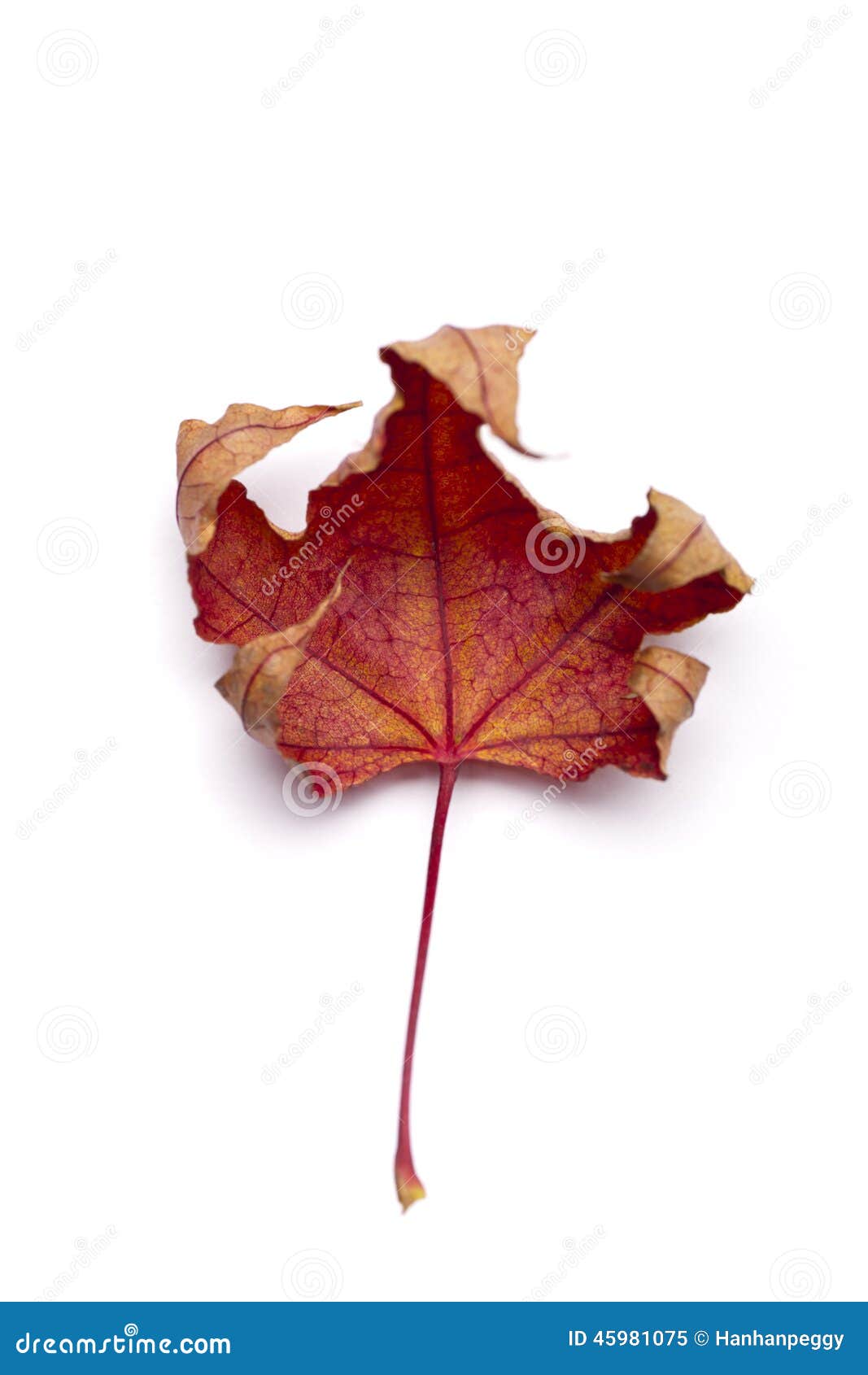 Dry maple leaf stock image. Image of sear, autumnal, outdoors 45981075