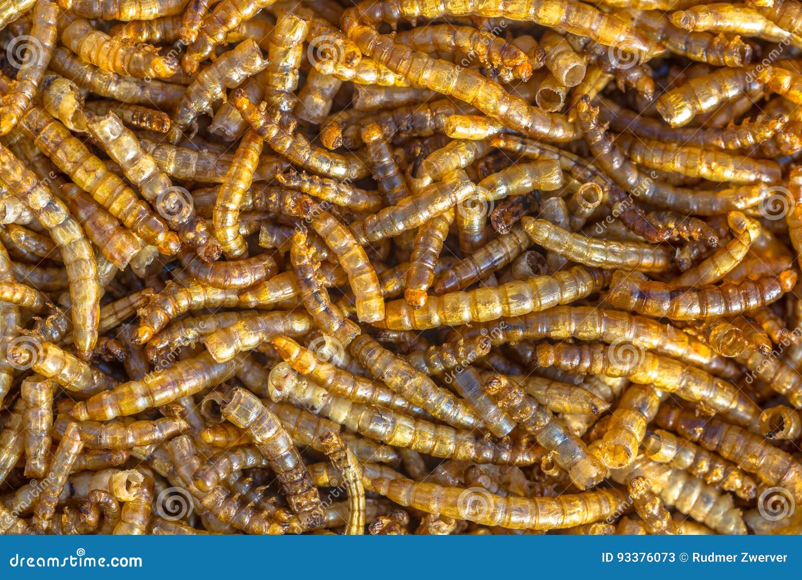 download mealworm food download mealworm food
