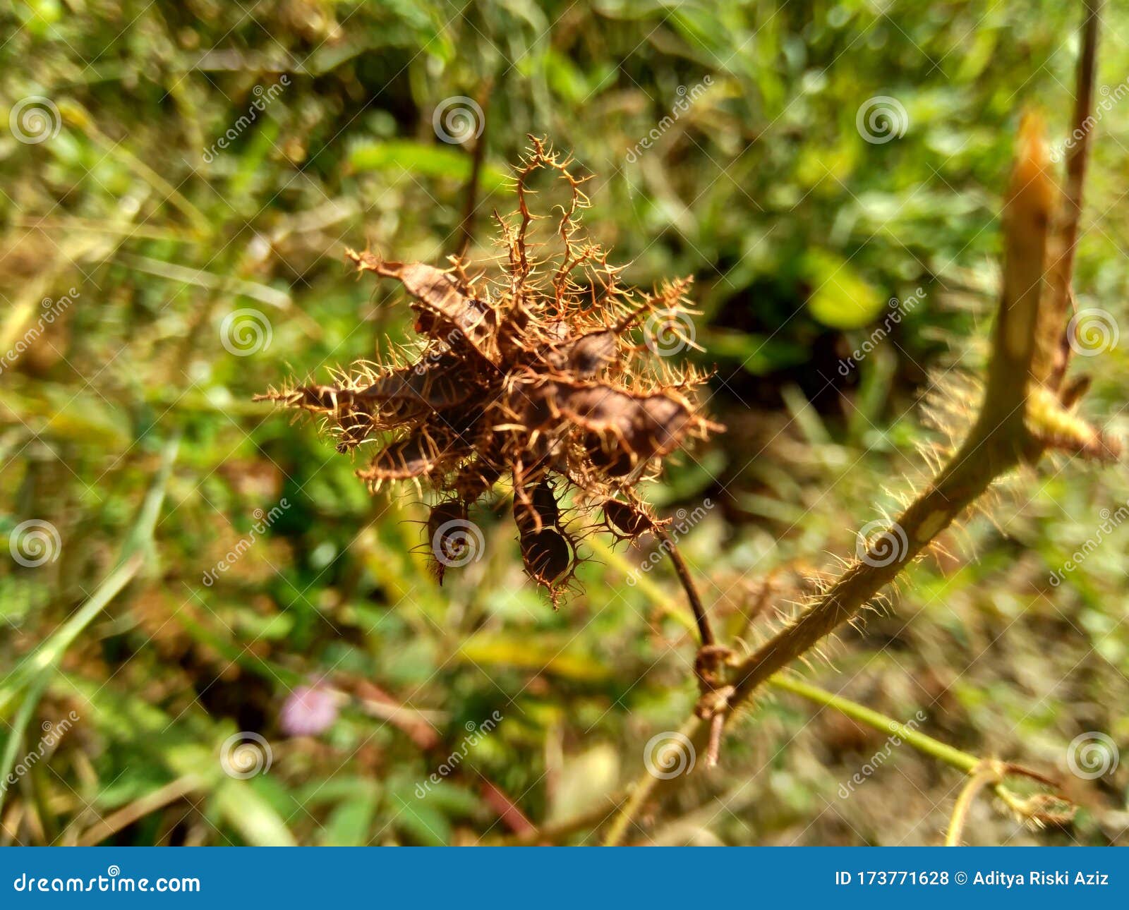 identification - What is the name of this zombie plant