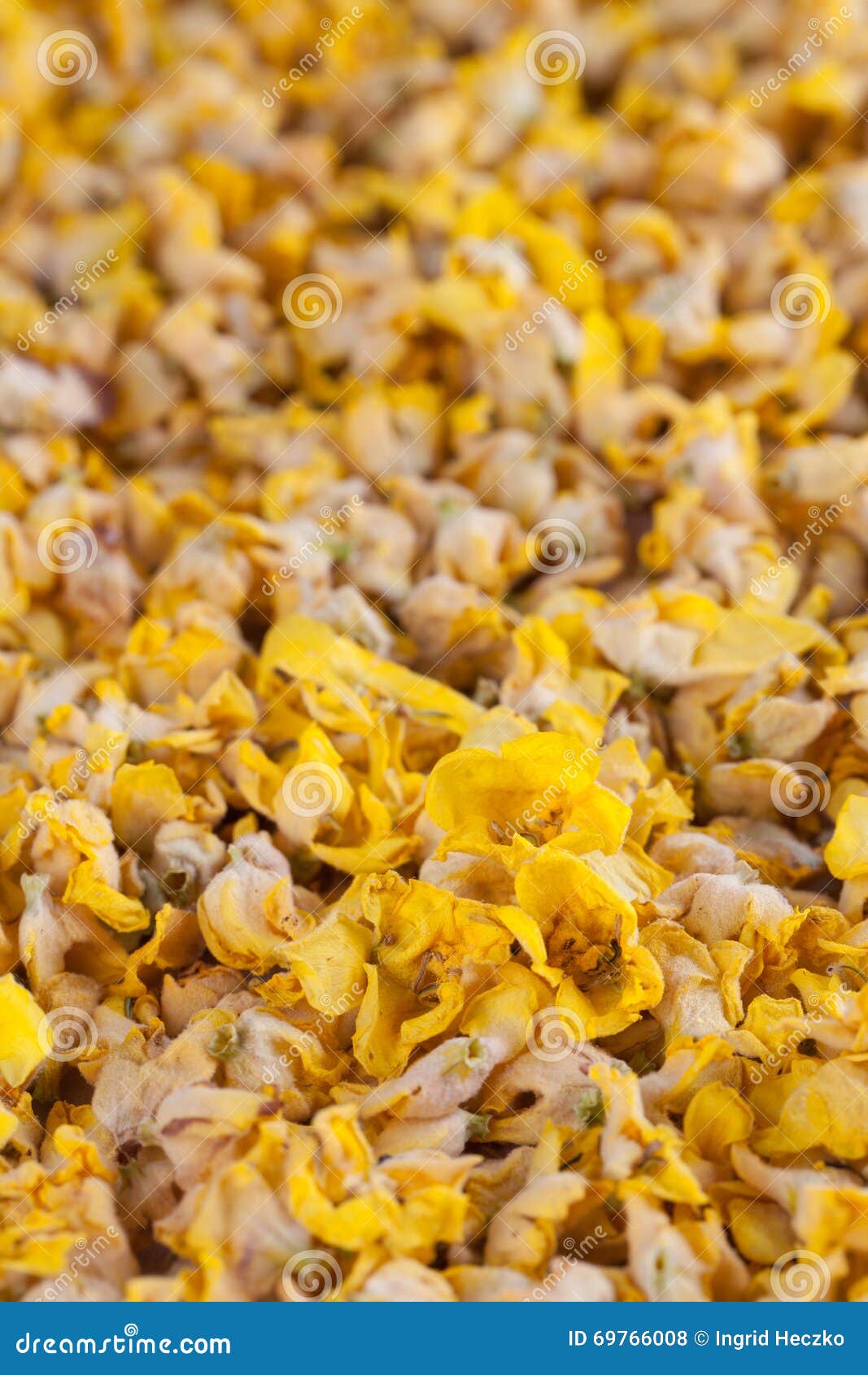 Dry mullein flowers stock photo. Image of alternative 69766008