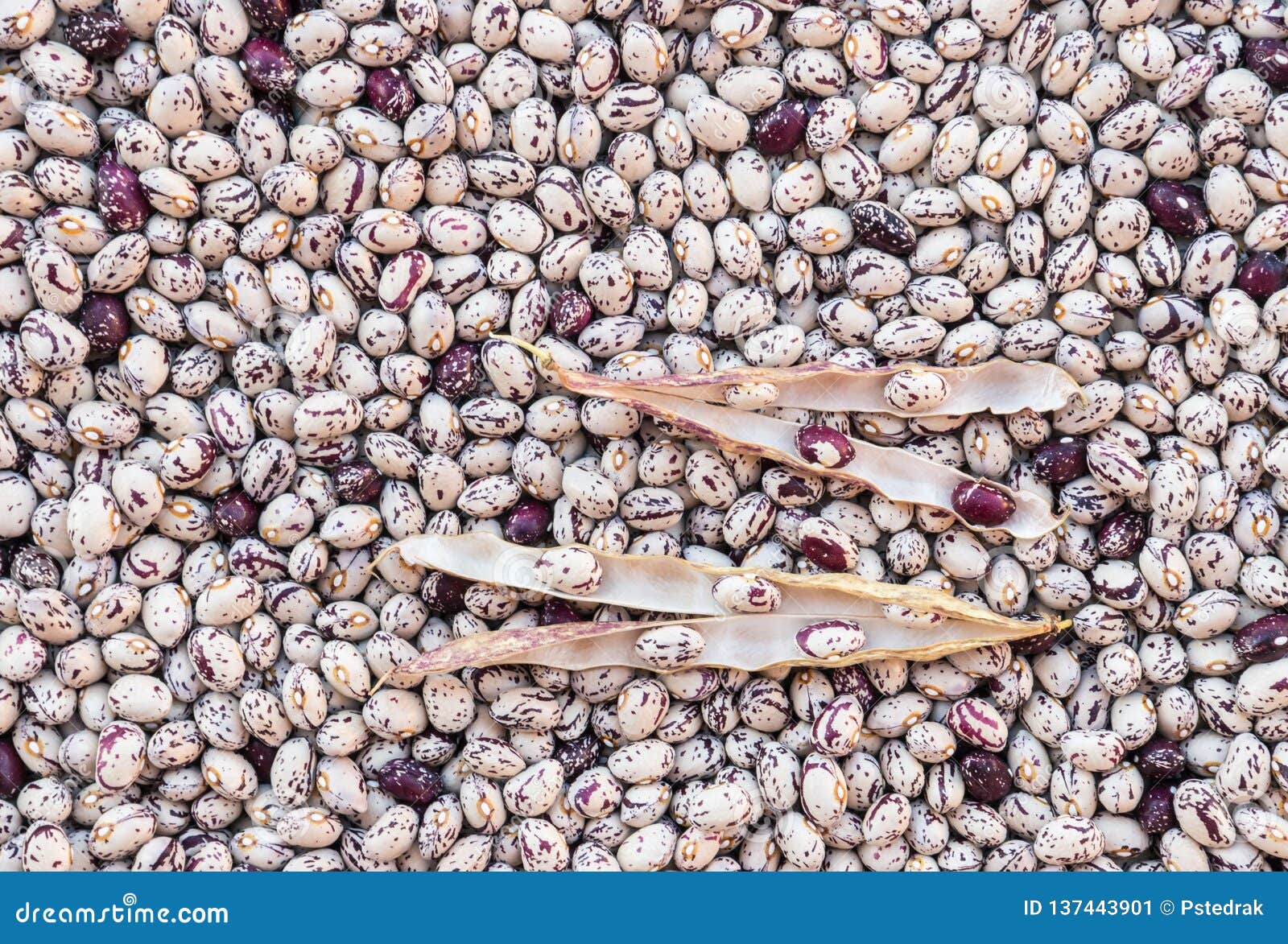 Dry Navy Beans with Copy Space Stock Image Image of purple, seed