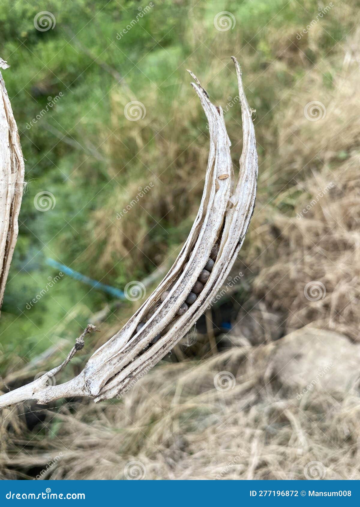 Dry Okra Seed Pod at the Field Stock Photo Image of travel, tree