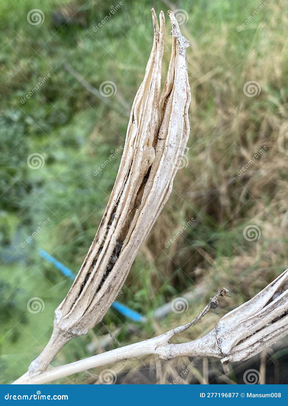 Dry Okra Seed Pod at the Field Stock Image Image of park, summer