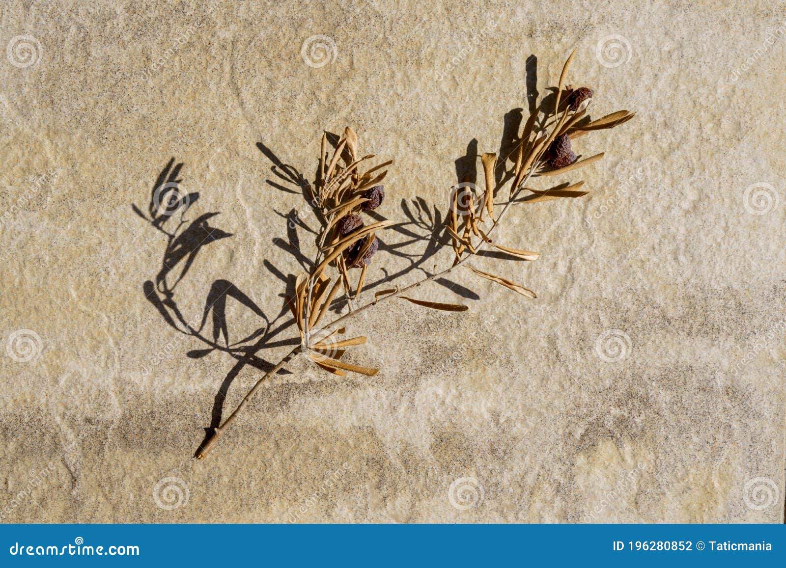 dry olive branch with dry leaves and dry olives on stone floor