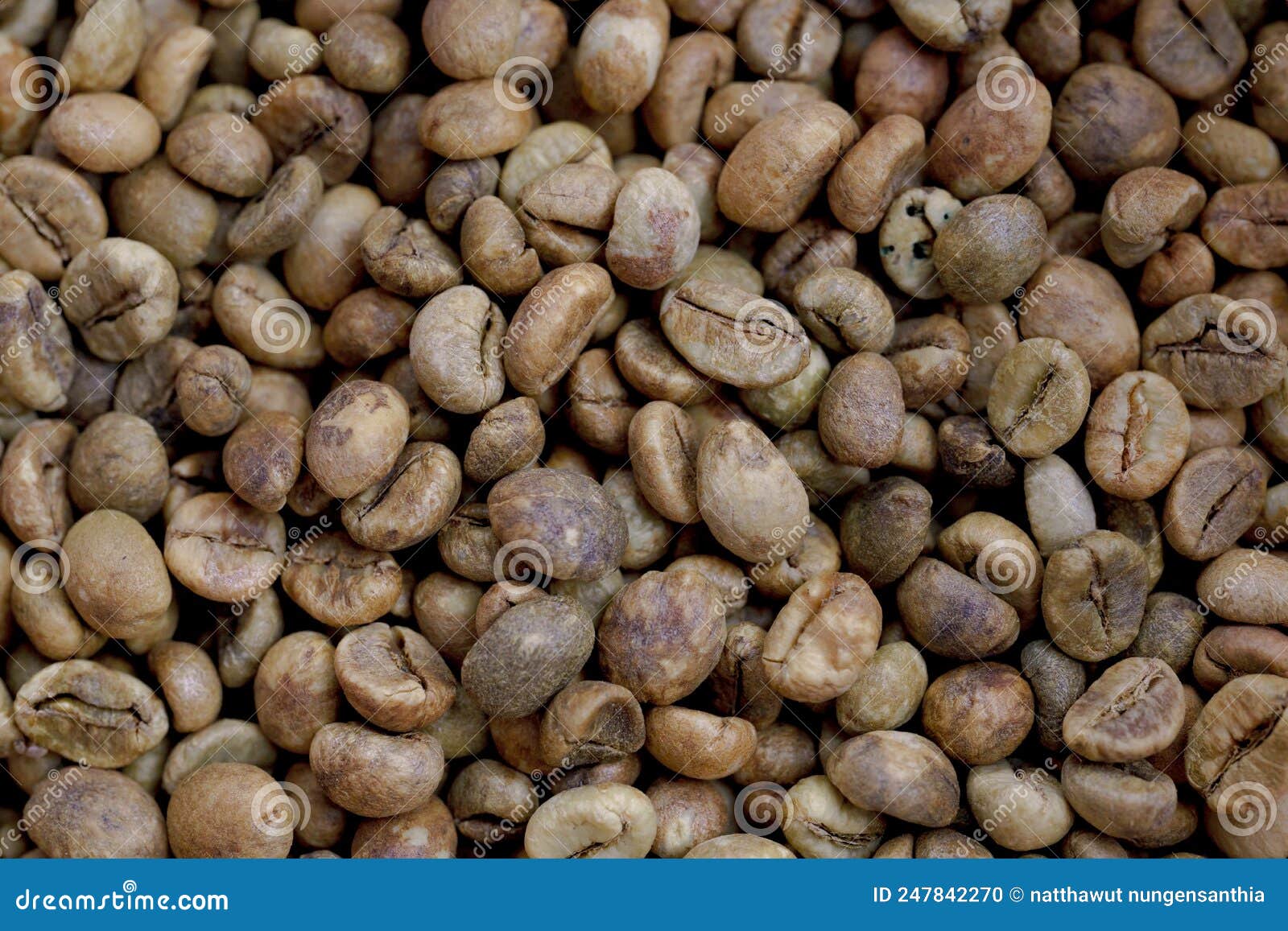 Dry Organic Green Bean Coffee Stock Photo Image of beans, green