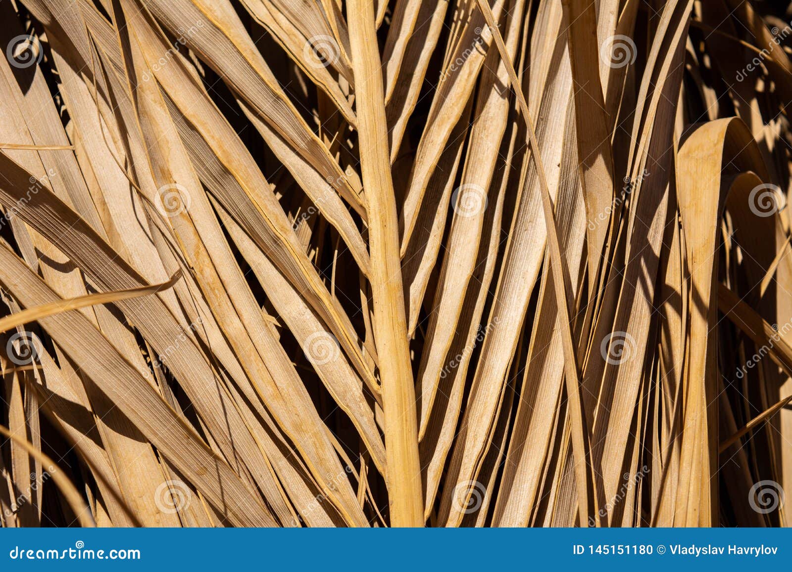 Dry palm leaf stock photo. Image of brown, botanical 145151180