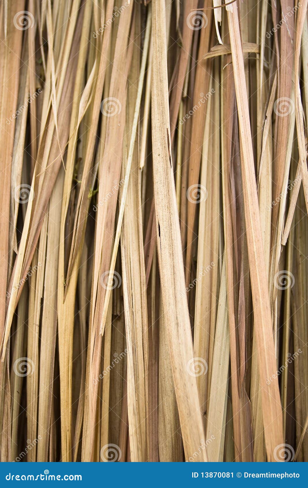 Dry Palm Leaves Stock Image Image 13870081