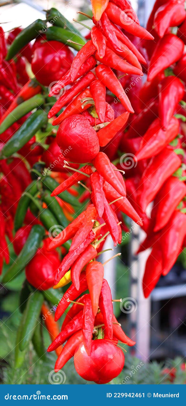 dry peppers: pimientos choriceros, dry hot guindilla peppers