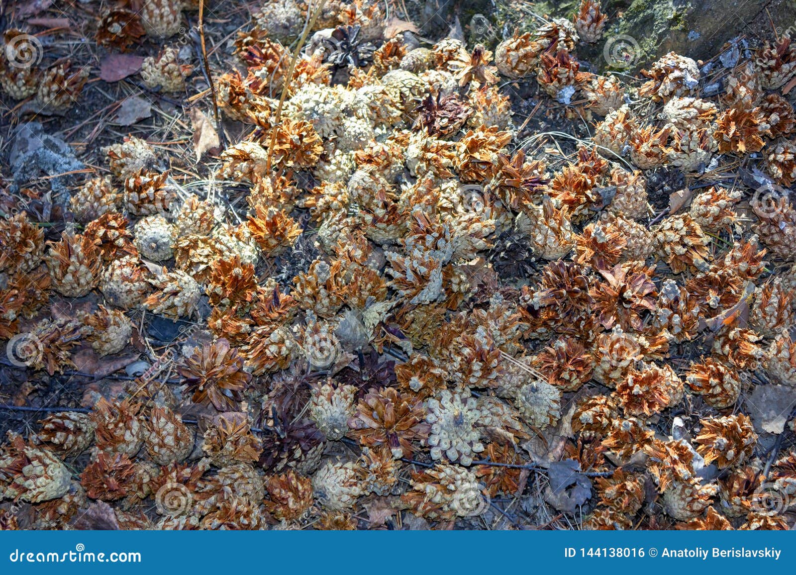 Dry Pine Cones in the Spring Forest. Pine Tree Cones on Forest Floor