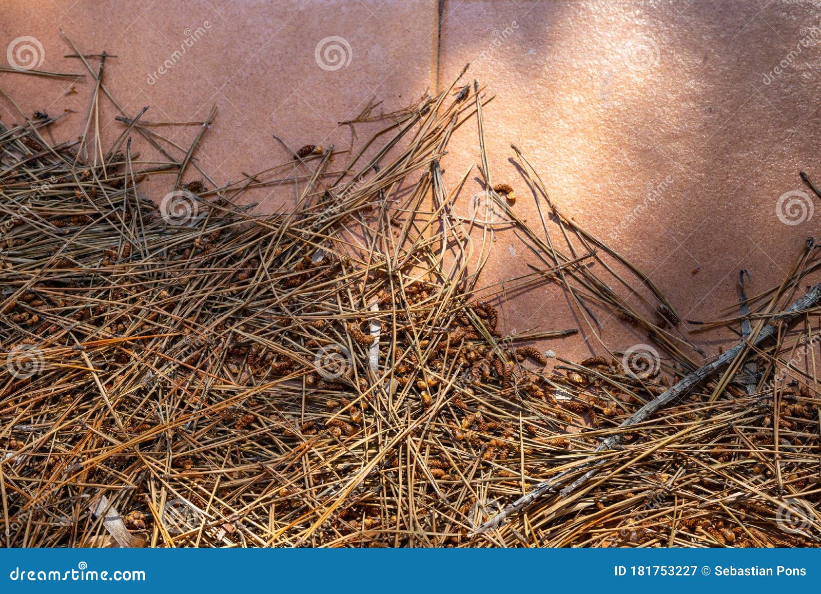 Dry Pine Leaves on the Ground Blown Away by Strong Wind Stock Image