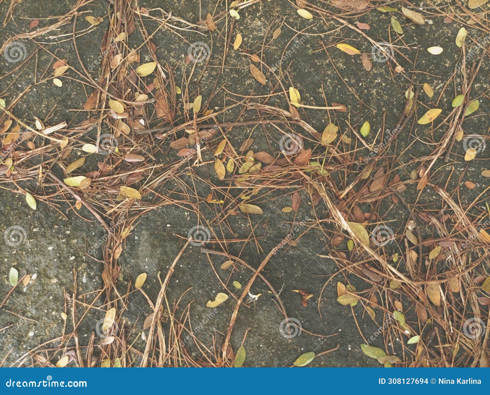 Dry Pine Leaves Needle on the Ground Stock Photo Image of earth