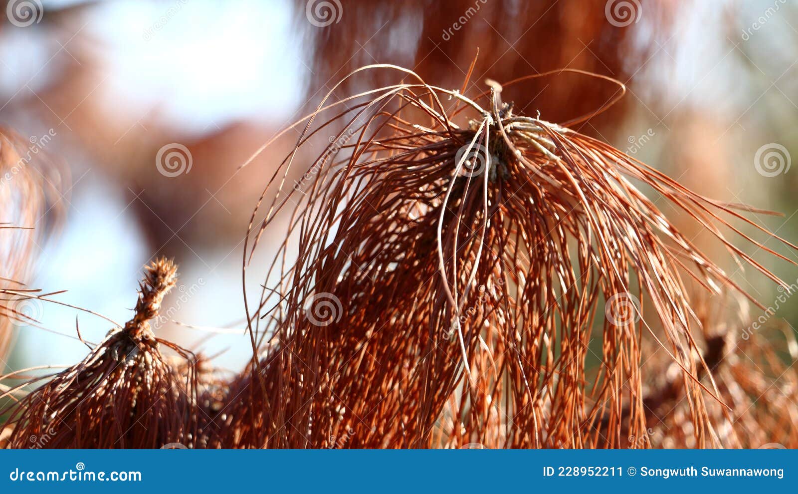 Dry Pine Leaves on a Tree in the Forest Stock Image Image of plant