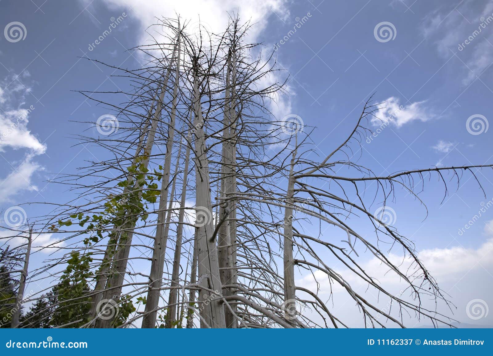 Dry pine trees stock image. Image of forest, loneliness - 11162337