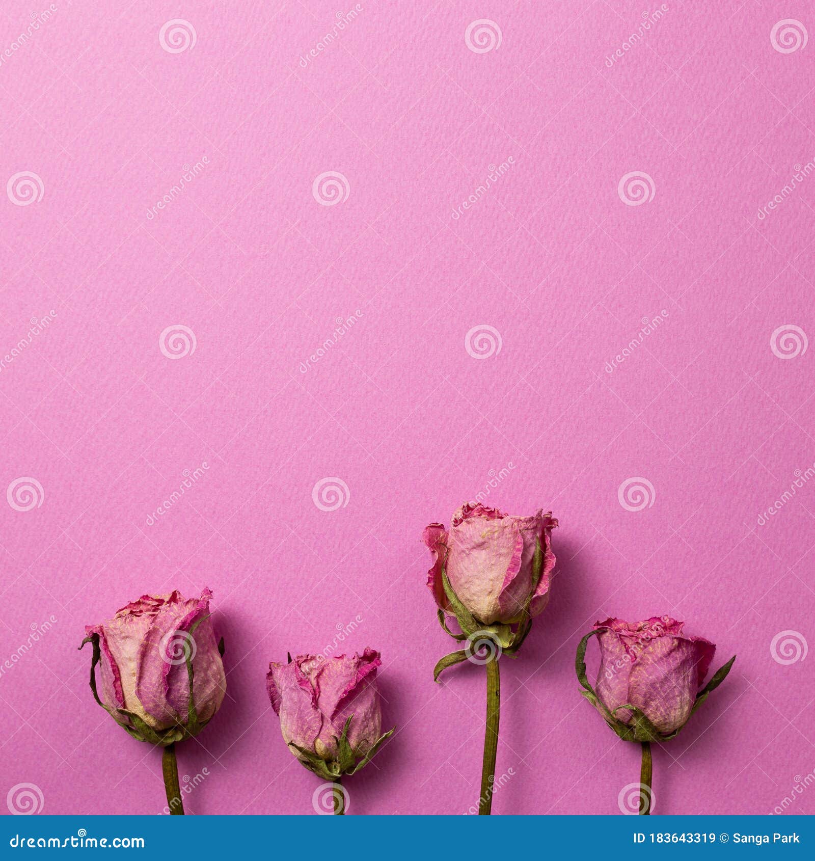 Dry Pink Rose Flowers on Pink Background Stock Image - Image of ...