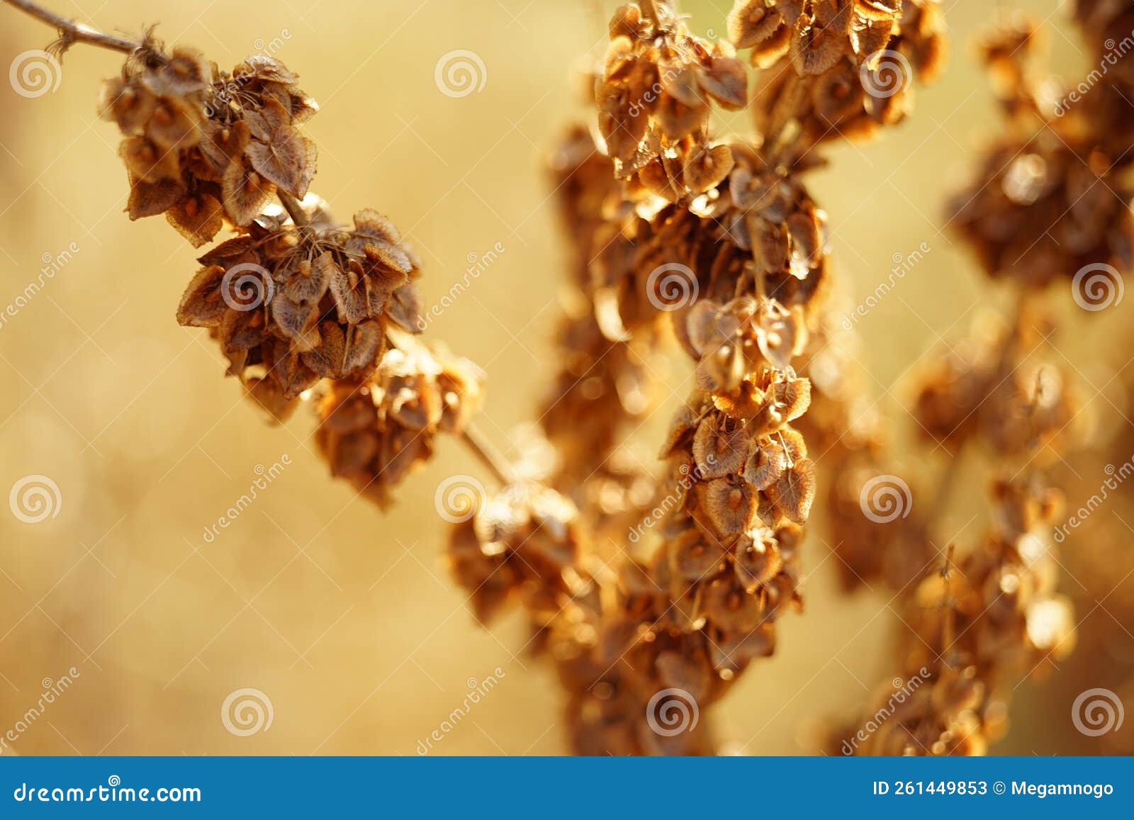Dry Plant with Seeds Grow in the Autumn Garden Stock Image - Image of ...