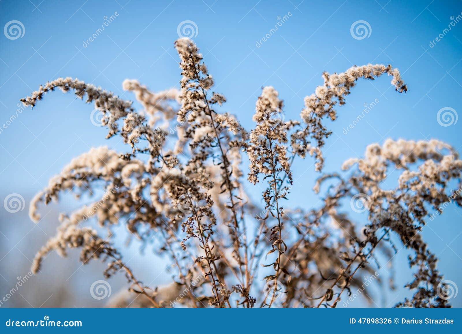 Dry plants stock photo. Image of autumn, background, nature 47898326