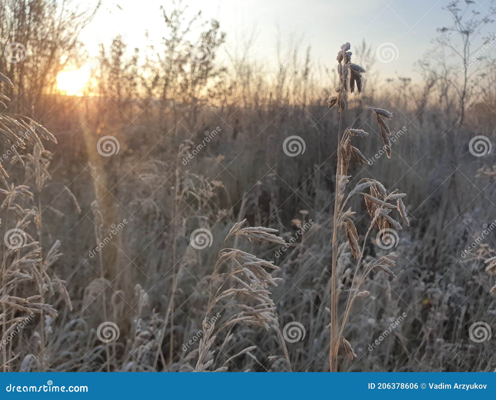 Dry Plants are Covered with Frost on a Sunny Frosty Morning at Dawn ...