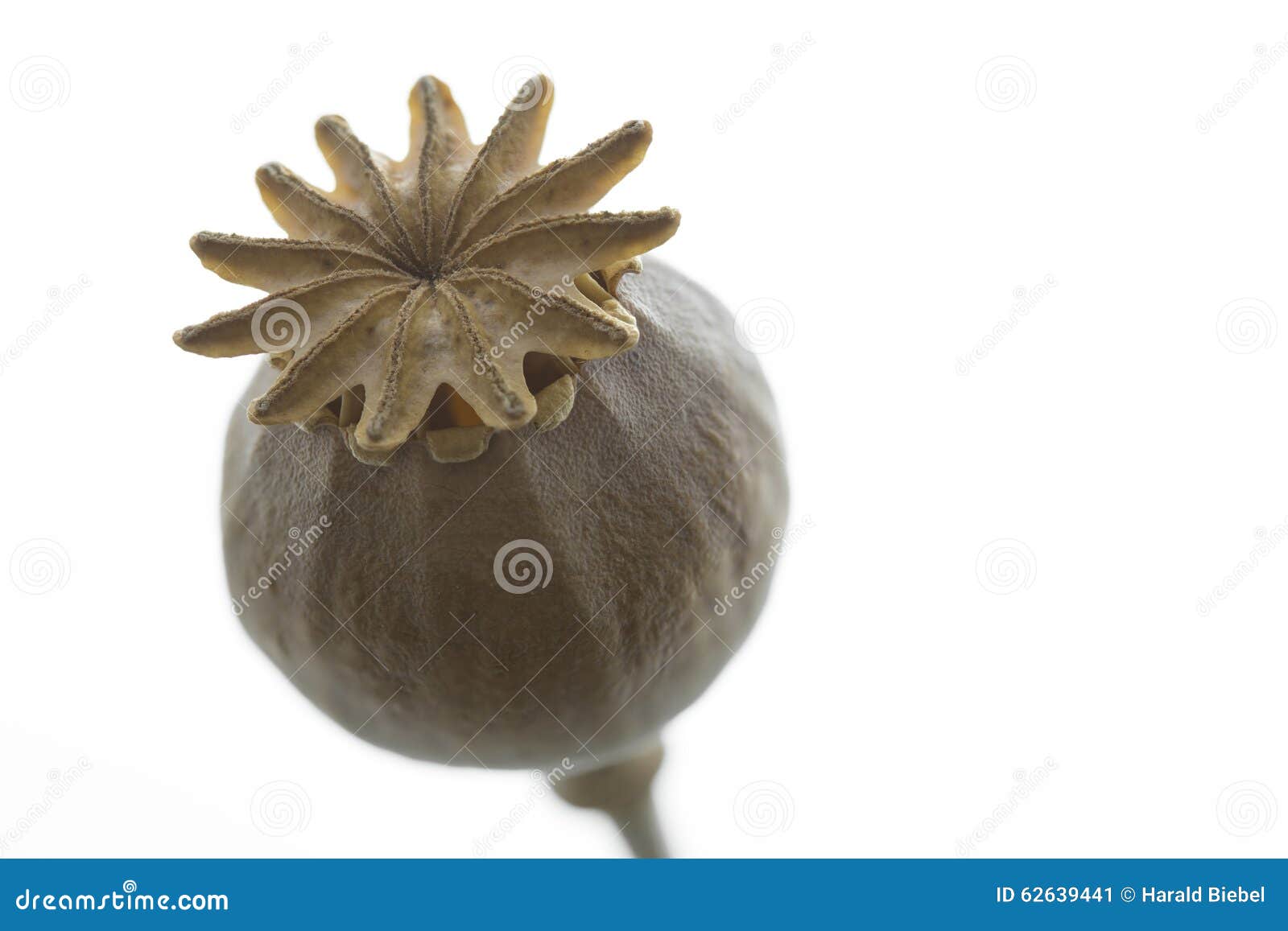 Dry Poppy Flower Closeup, Isolated Stock Image Image of space, stem
