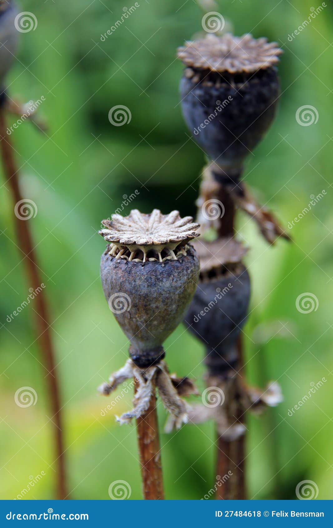 Dry Poppy flowers stock photo. Image of closeup, objects 27484618
