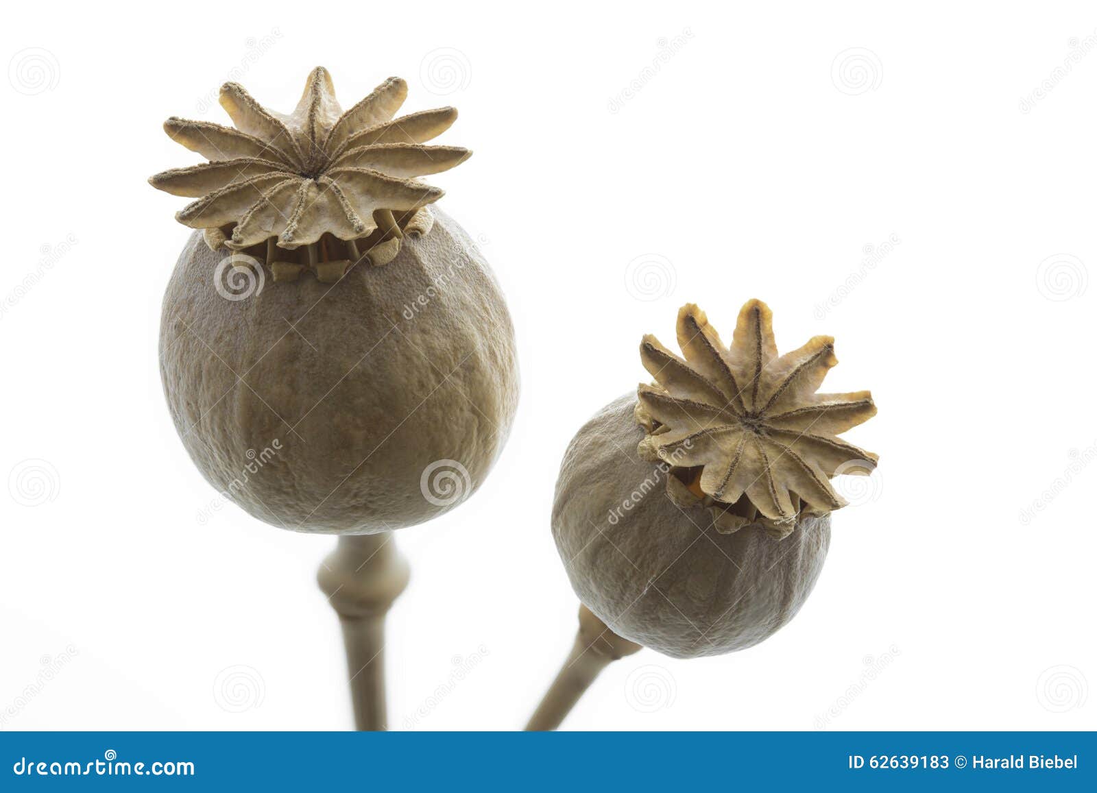 Dry poppy flowers closeup, stock image. Image of poppyhead 62639183