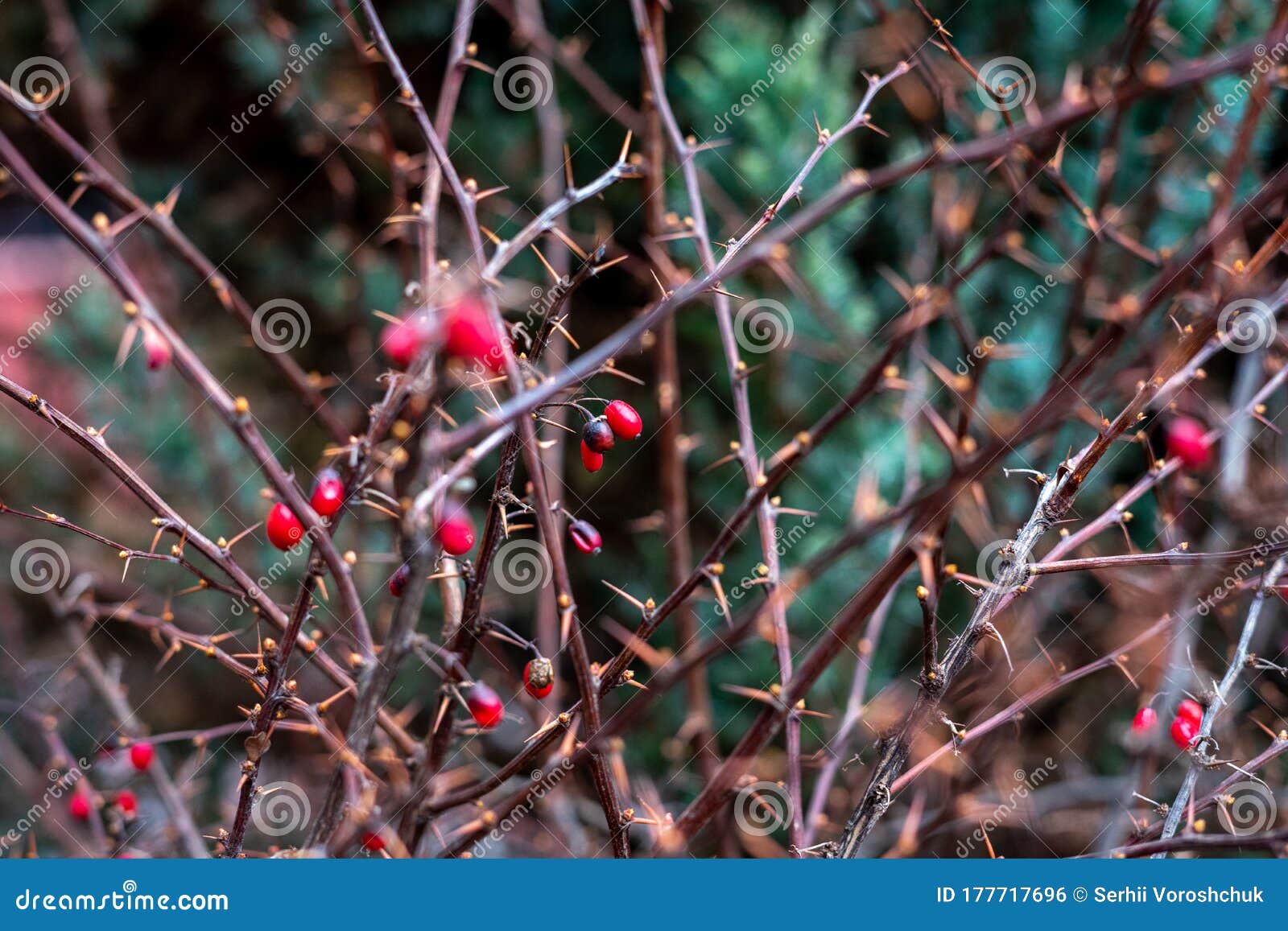 Dry and Prickly Bush with Red Berries Stock Photo Image of flora