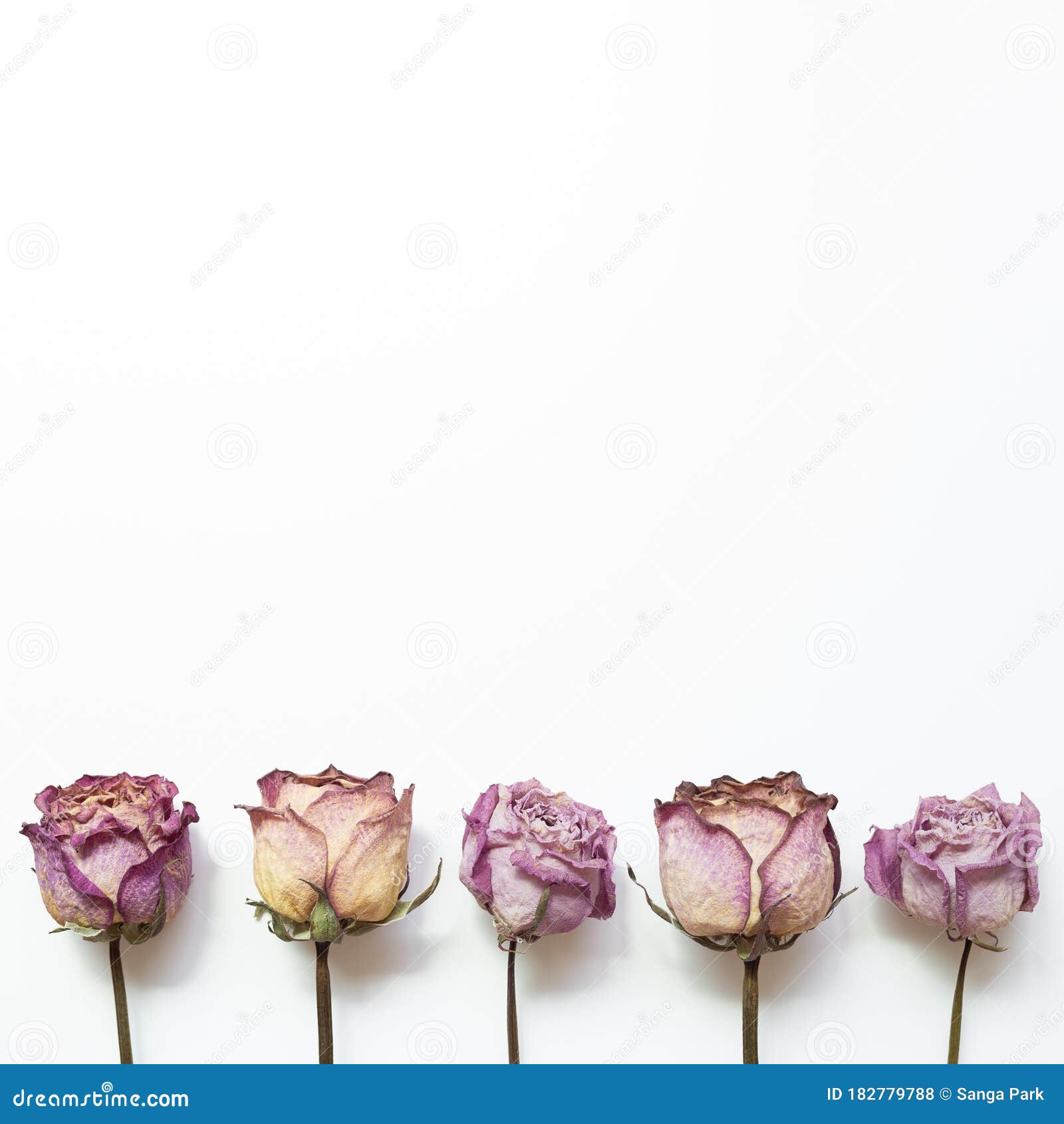 Dry Purple Rose Flowers on White Background Stock Photo - Image of ...