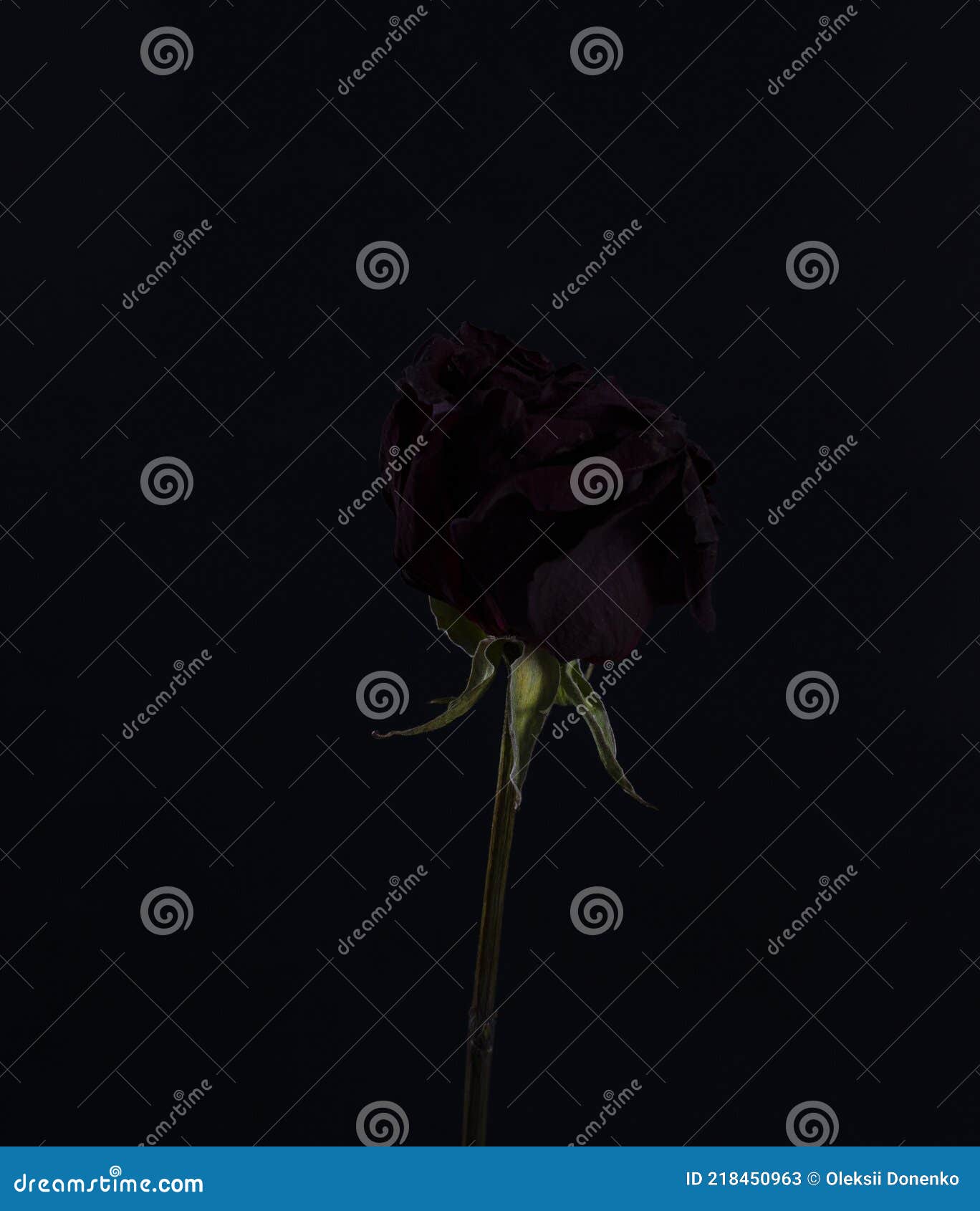 Dry Red Rose on a Black Background. in a Dramatic Style Stock Image