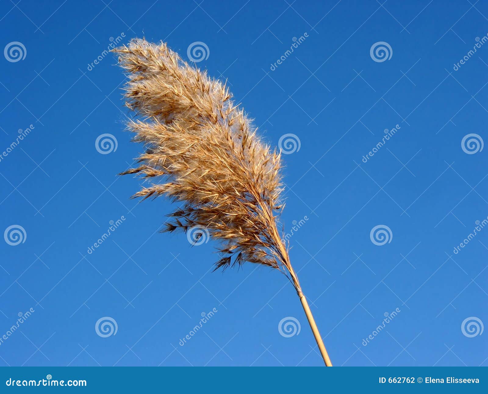 Dry reed flower grass stock photo. Image of lonely, winter 662762