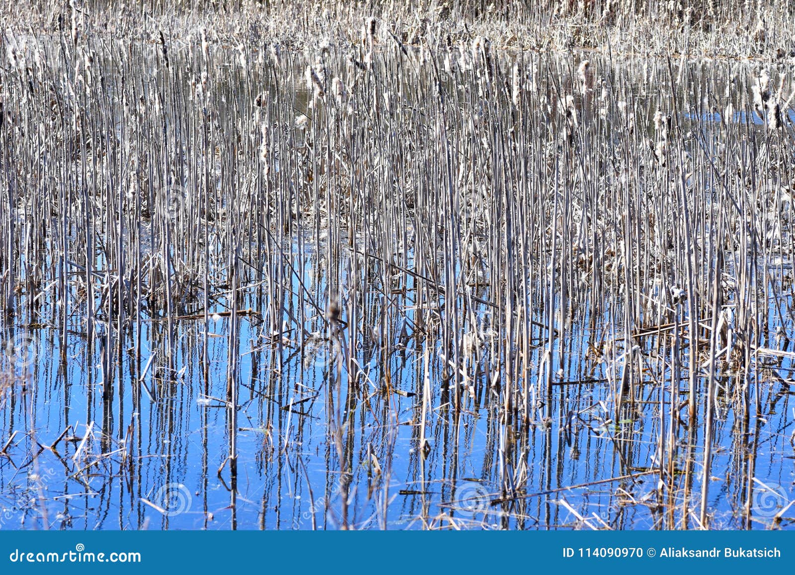 Dry Reed Reed Grows in the Water on the Lake Stock Photo Image of