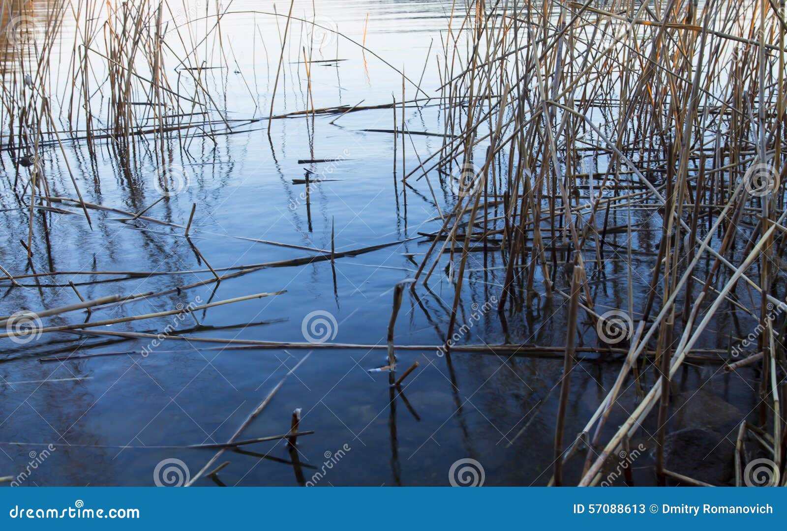 Dry Reed in Water stock image. Image of lucid, reflection 57088613