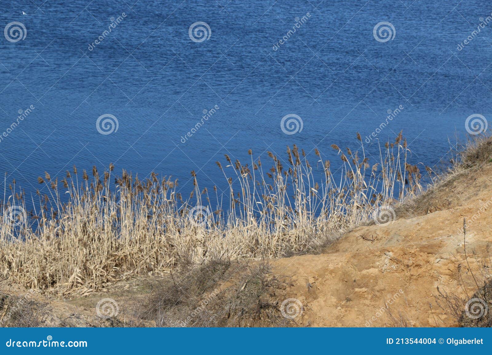 dry reeds bent over the water. sunny spring day,