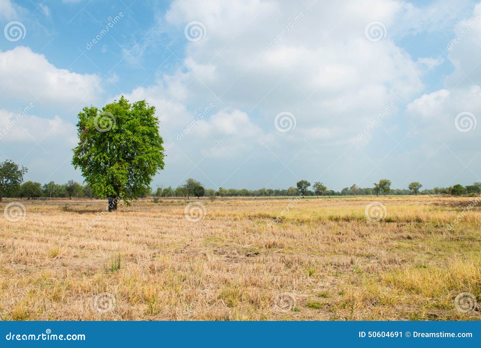 Dry rice field stock image. Image of nature, house, growth 50604691